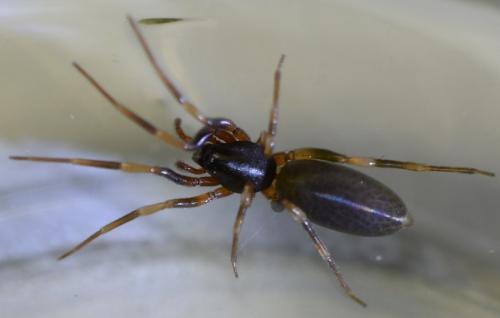 Harpactea hombergi